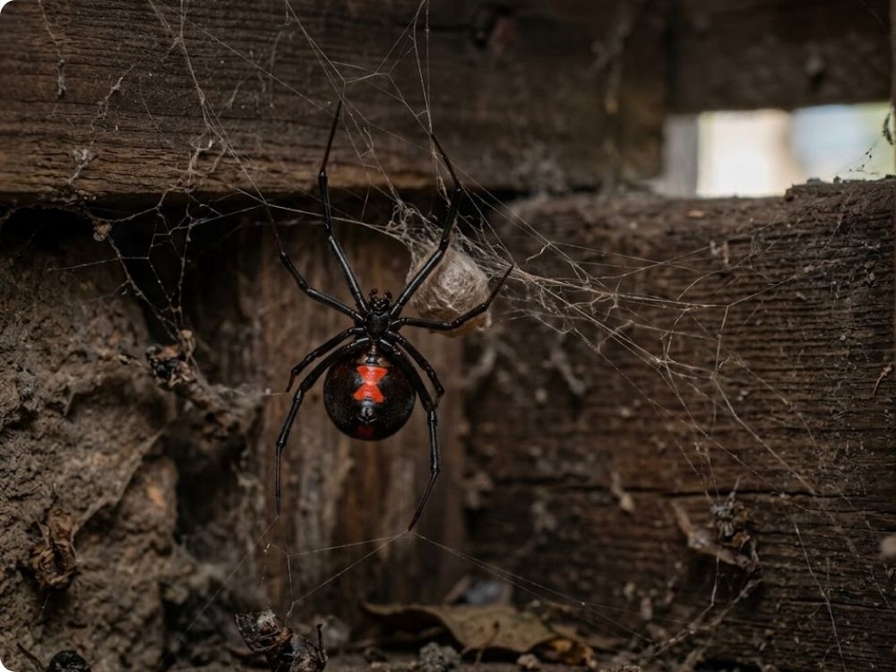 Black widow spider showing its red hourglass marking